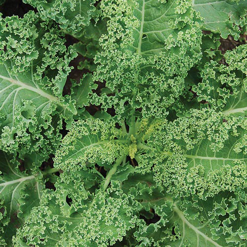 Halbhoher Gruner Krauser Kale Vegetable Seeds AS2142