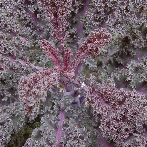 Scarlet Kale Vegetable Seeds AS2146