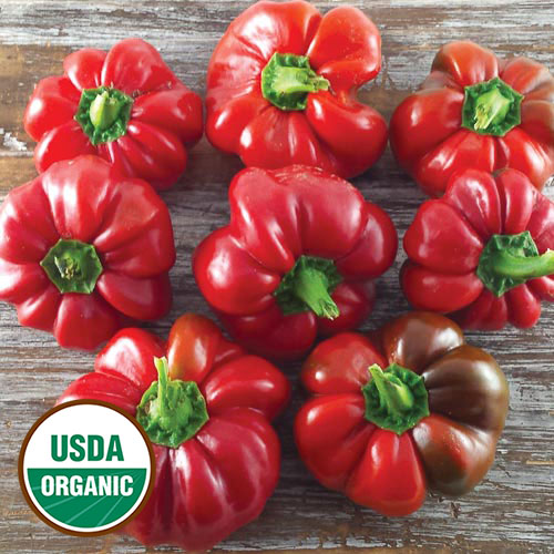 Ralph Thompson's Squash Pepper Vegetable Seeds AS2495