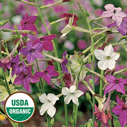 Perfect Mix Flower Seeds AS2595