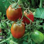 Black Plum Tomato Vegetable Seeds AS2323