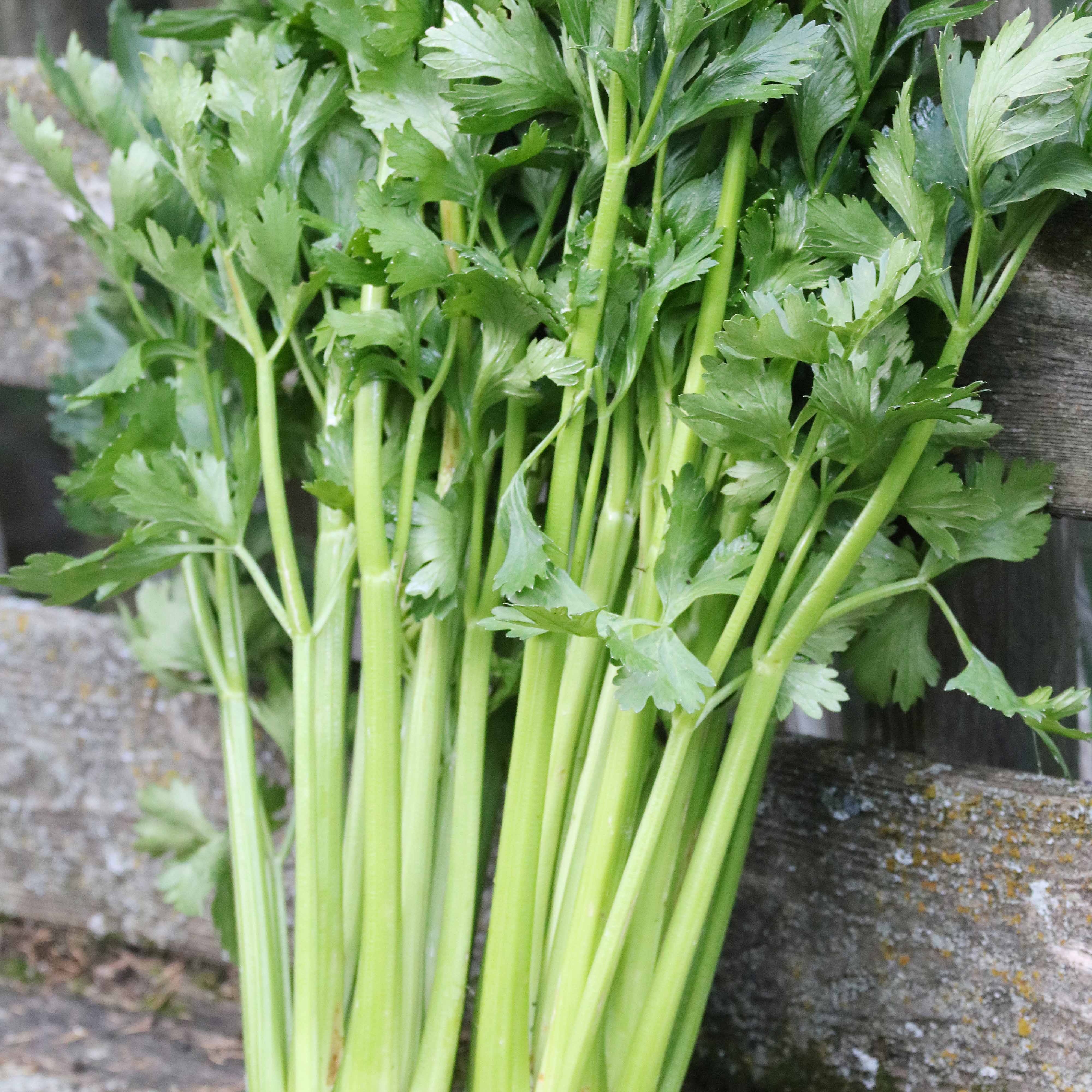 Tall Utah Celery Vegetable Seeds AS2062