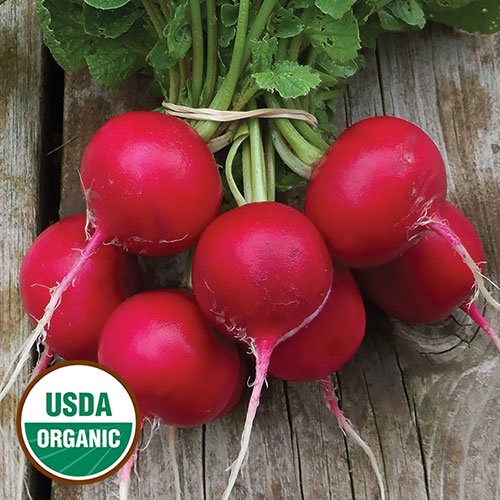Holmes Royal Red Radish Vegetable Seeds AS2257