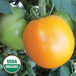 David Davidson's Tomato Vegetable Seeds AS2334