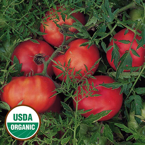 Silvery Fir Tree Tomato Vegetable Seeds AS2559