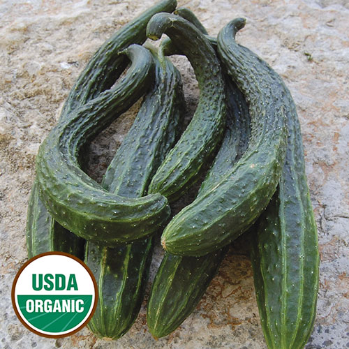 Suyo Long Cucumber Vegetable Seeds AS2105