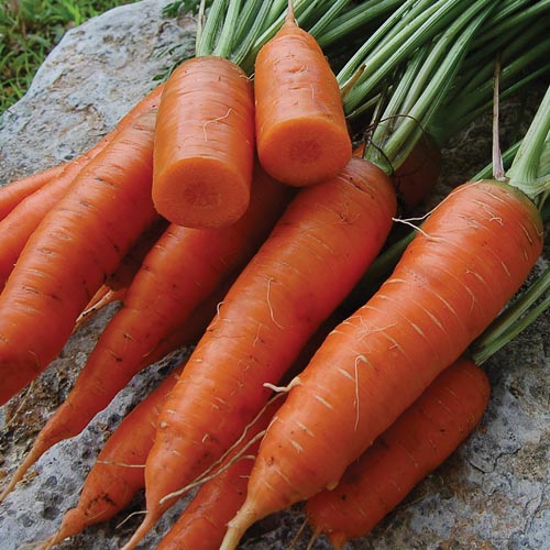 Red Cored Chantenay Carrot Vegetable Seeds AS2055