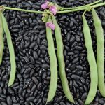 Cherokee Trail of Tears Bean Vegetable Seeds AS2016