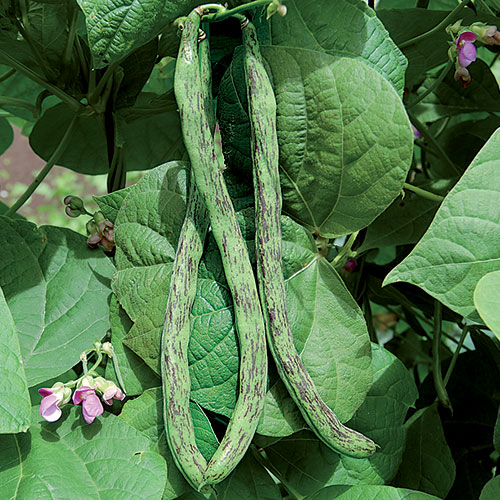Rattlesnake Snap Bean Vegetable Seeds AS2452