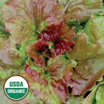 Grandpa Admire's Lettuce Vegetable Seeds AS2170