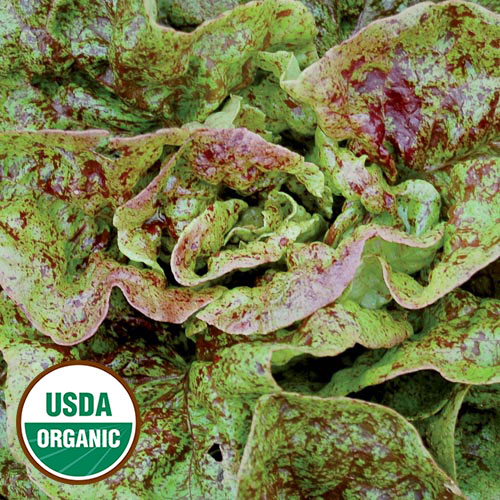 Speckled Lettuce Vegetable Seeds AS2463