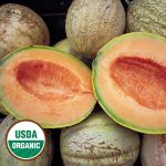 Amish Melon Vegetable Seeds AS2182
