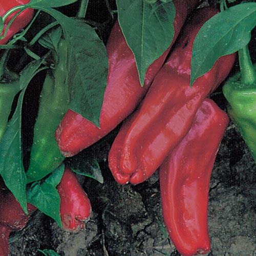 Marconi Red Pepper Vegetable Seeds AS2482