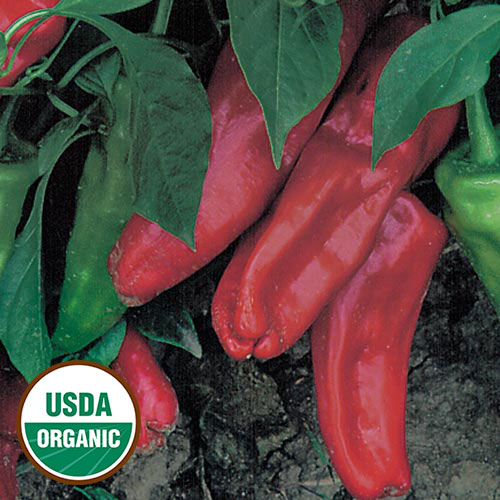 Marconi Red Pepper Vegetable Seeds AS2483