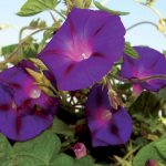 Grandpa Ott's Morning Glory Flower Seeds AS2579