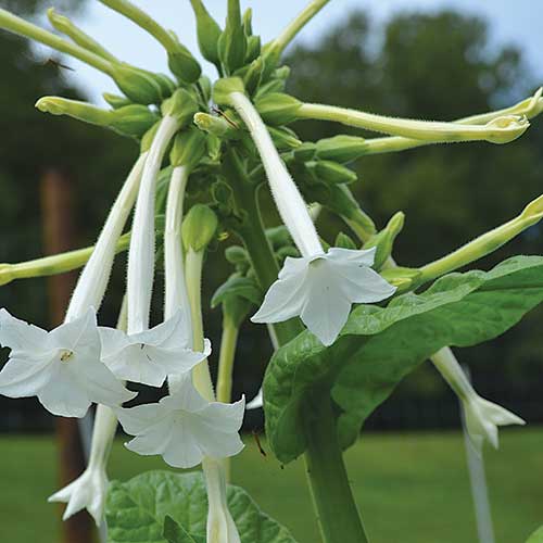 Night-Scented Tobacco Flower Seeds AS2592