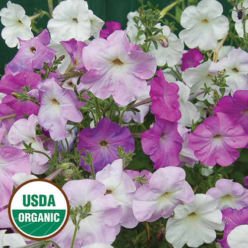 Old-Fashioned Vining Petunia Flower Seeds AS2593