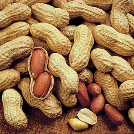Champs Peanut Seed
