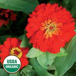 Gift Zinnia Flower Seeds AS2577