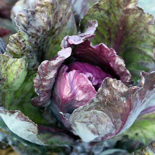 Red Kalibos Cabbage Vegetable Seeds AS2047