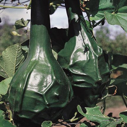 Dinosaur Gourd Vegetable Seeds AS2133