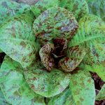 Forellenschluss Lettuce Vegetable Seeds AS2167