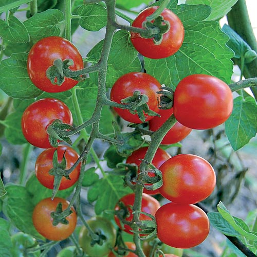 Tomato, Mexico Midget Vegetable Seeds AS2540