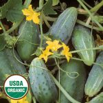 Bushy Cucumber Vegetable Seeds AS2088
