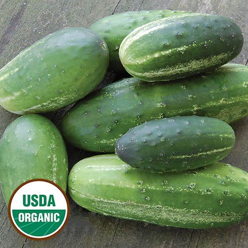 Parade Cucumber Vegetable Seeds AS2100
