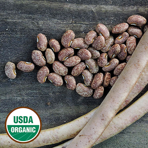 Michels Cowpea Vegetable Seeds AS2084