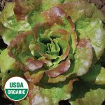 Grandma Hadley's Lettuce Vegetable Seeds AS2169