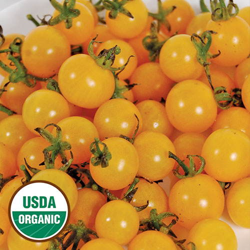 Igleheart Yellow Cherry Tomato Vegetable Seeds AS2526