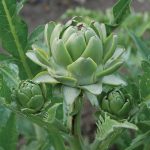 Green Globe Artichoke Vegetable Seeds AS2001