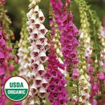 Giant Spotted Foxglove Flower Seeds AS2575