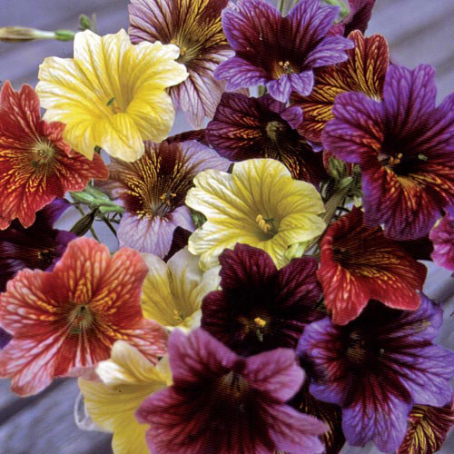 Painted Tongue Flower Seeds AS2594