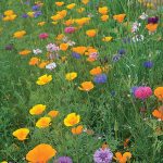 Bird and Butterfly Flower Mix Flower Seeds AS2364