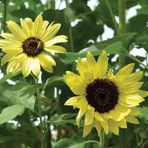 Lemon Queen Sunflower Flower Seeds AS2407