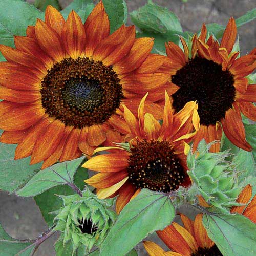 Velvet Queen Sunflower Flower Seeds AS2420