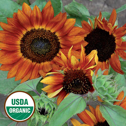 Velvet Queen Sunflower Flower Seeds AS2357