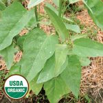 Backlund Bly Orach Vegetable Seeds AS2218