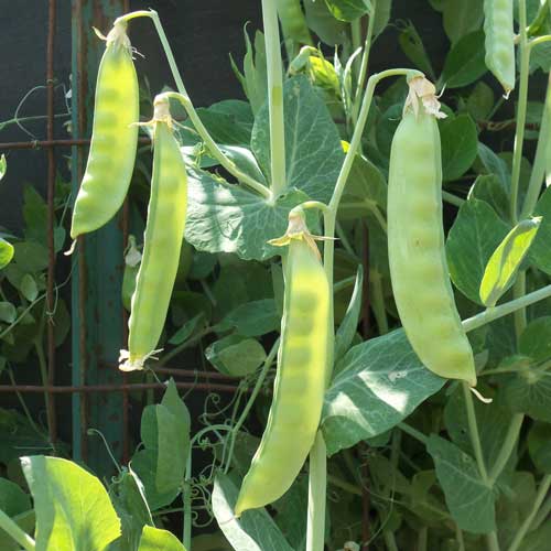 Swenson Swedish Pea Vegetable Seeds AS2227