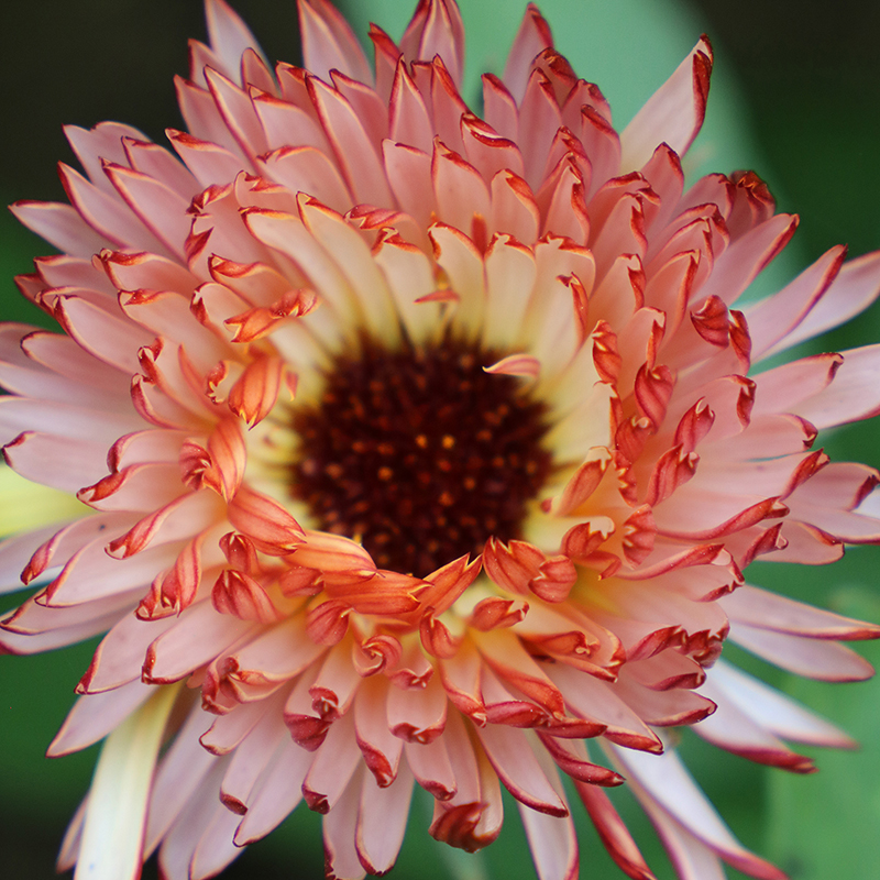 Touch of Red Buff Calendula Flower Seeds AS2612