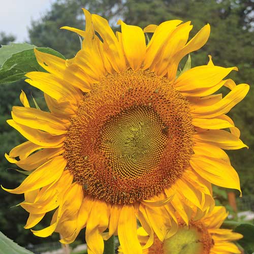 Mammoth Russian Sunflower Flower Seeds AS2408