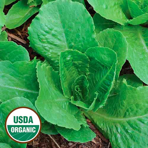 Parris Island Cos Lettuce Vegetable Seeds AS2177