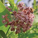 Common Milkweed Flower Seeds AS2385