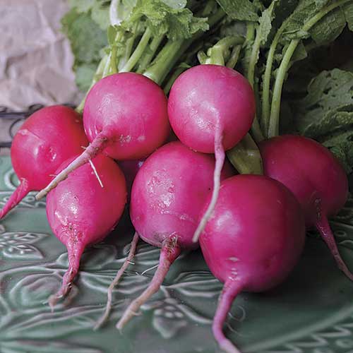 Pink Lady Slipper Radish Vegetable Seeds AS2259