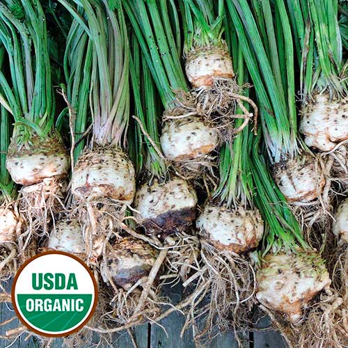 Monstorpolgi Celeriac Vegetable Seeds AS2456
