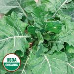 Ellen Felton Dark Collard Vegetable Seeds AS2063