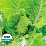 Jernigan Yellow Cabbage Collard Vegetable Seeds AS2065