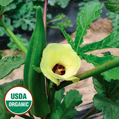 Simpson Okra Vegetable Seeds AS2210
